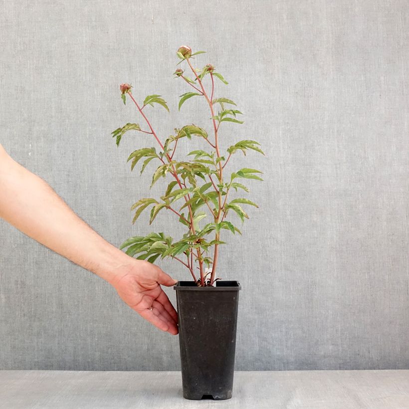 Paeonia lactiflora Solange 3L/4L pot sample as delivered in spring