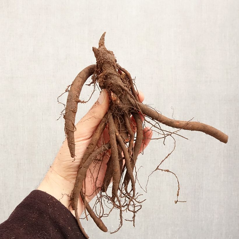 Paeonia lactiflora Sorbet Bare root 3-5 eyes sample as delivered in winter