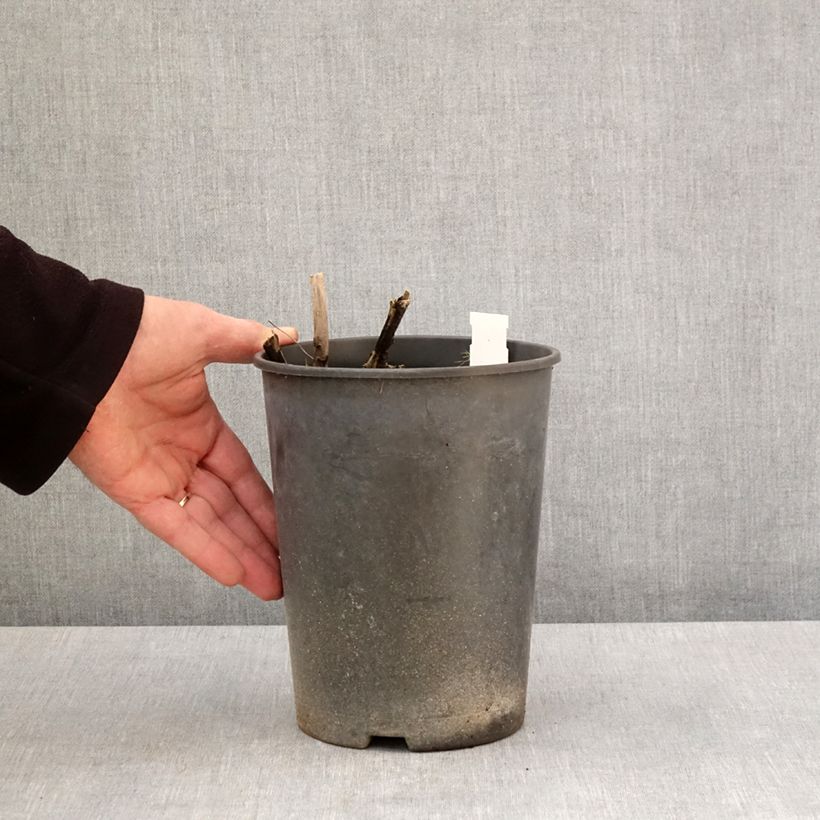 Paeonia lactiflora Top Brass 3L/4L pot sample as delivered in spring