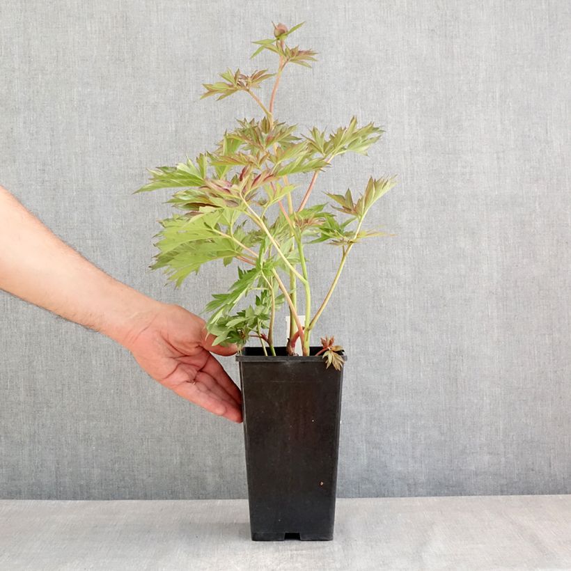 Paeonia lactiflora Victoire de la Marne 3L/4L pot sample as delivered in spring