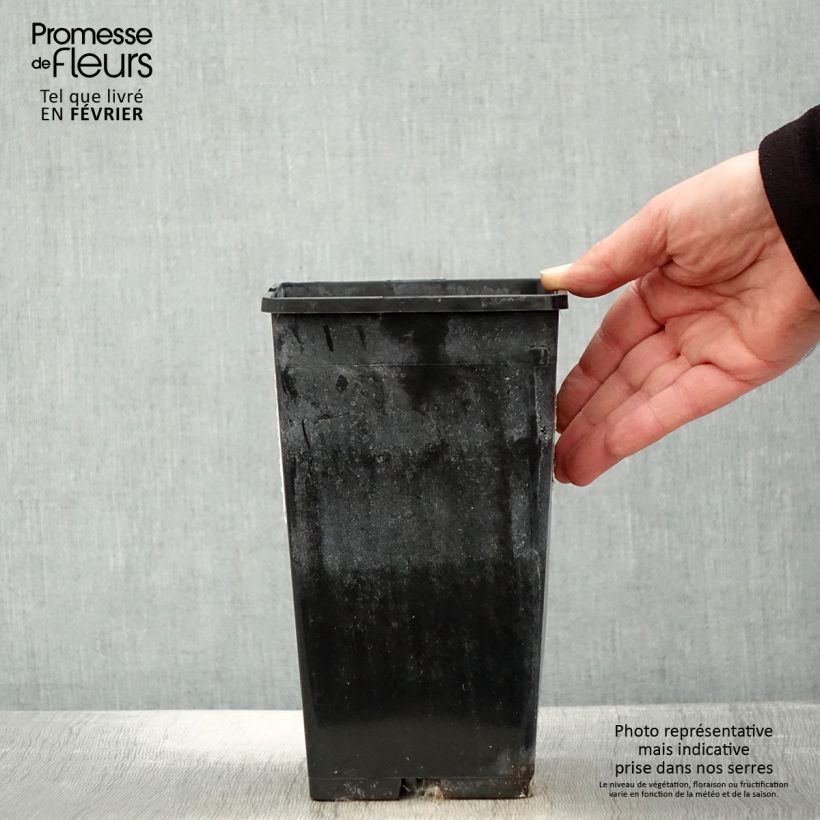 Paeonia lactiflora White Wings - Garden Peony 3L/4L pot sample as delivered in winter