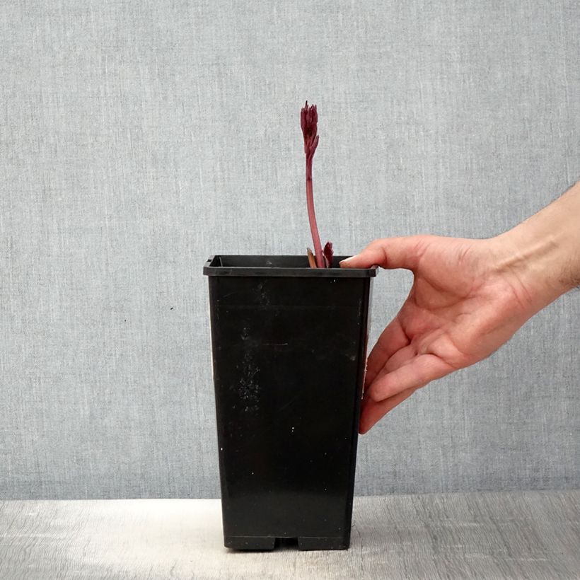 Paeonia lactiflora White Wings - Garden Peony 3L/4L pot sample as delivered in spring