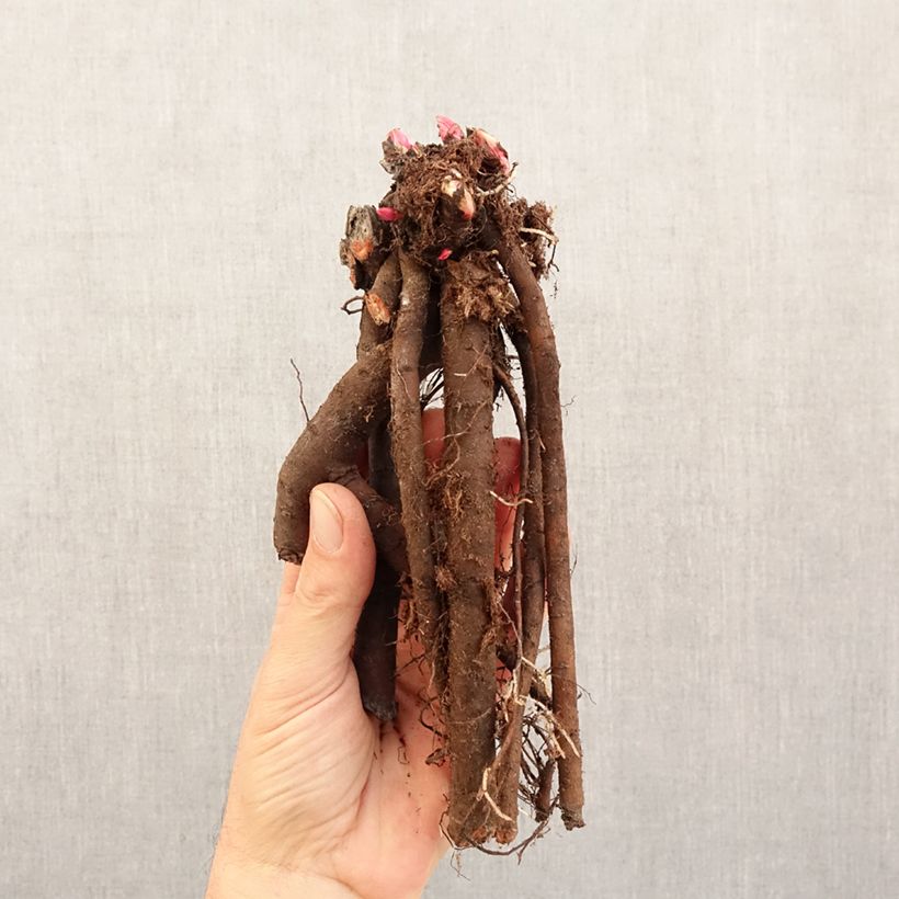 Paeonia lactiflora London (Patio Peony Series) - Dwarf Peony Bare root 3-5 eyes sample as delivered in winter