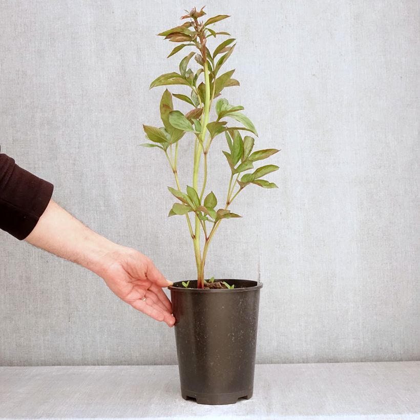 Paeonia x lactiflora Madrid - Chinese Peony 3L/4L pot sample as delivered in spring