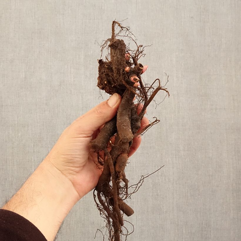 Paeonia x lactiflora Madrid - Chinese Peony Bare root 3-5 eyes sample as delivered in winter