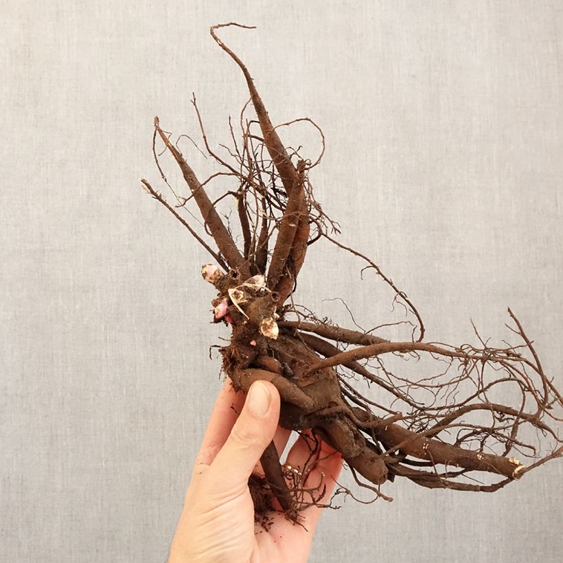 Example of Paeonia lactiflora Moscow (Patio Peony Series) - Dwarf Peony Bare root 3-5 eyes as you get in hiver