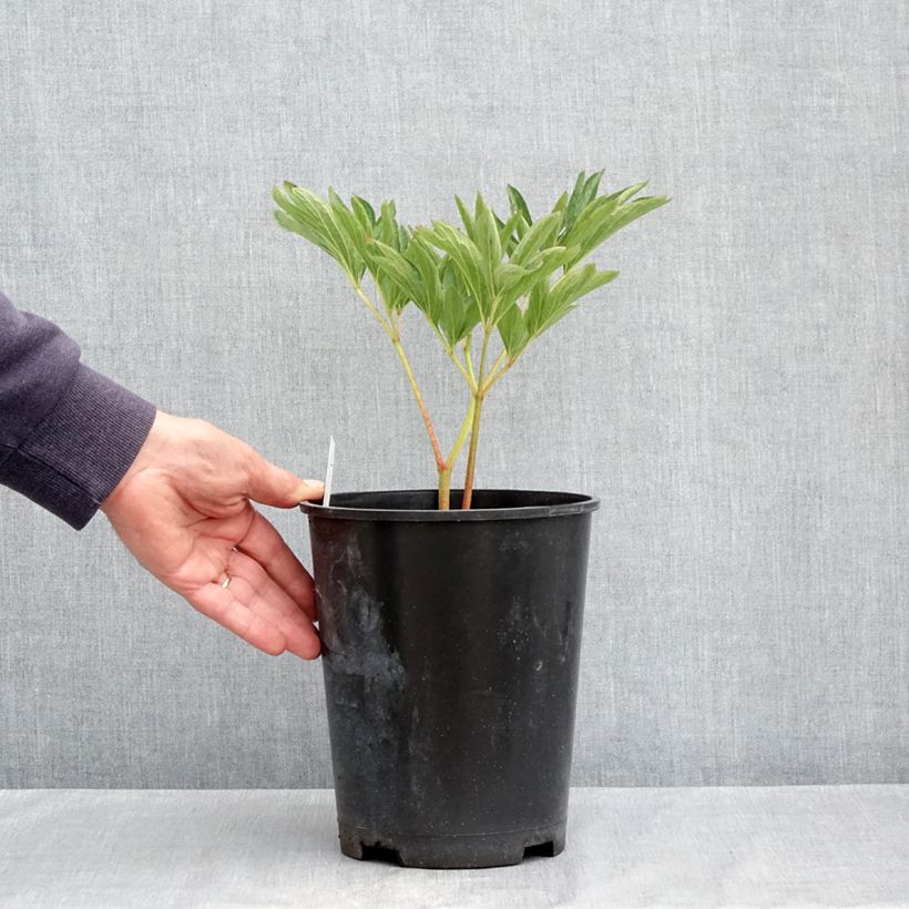 Paeonia officinalis Alba Plena 3L/4L pot sample as delivered in spring