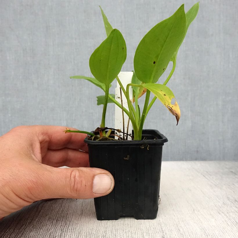 Alisma plantago-aquatica 8/9 cm pot sample as delivered in spring