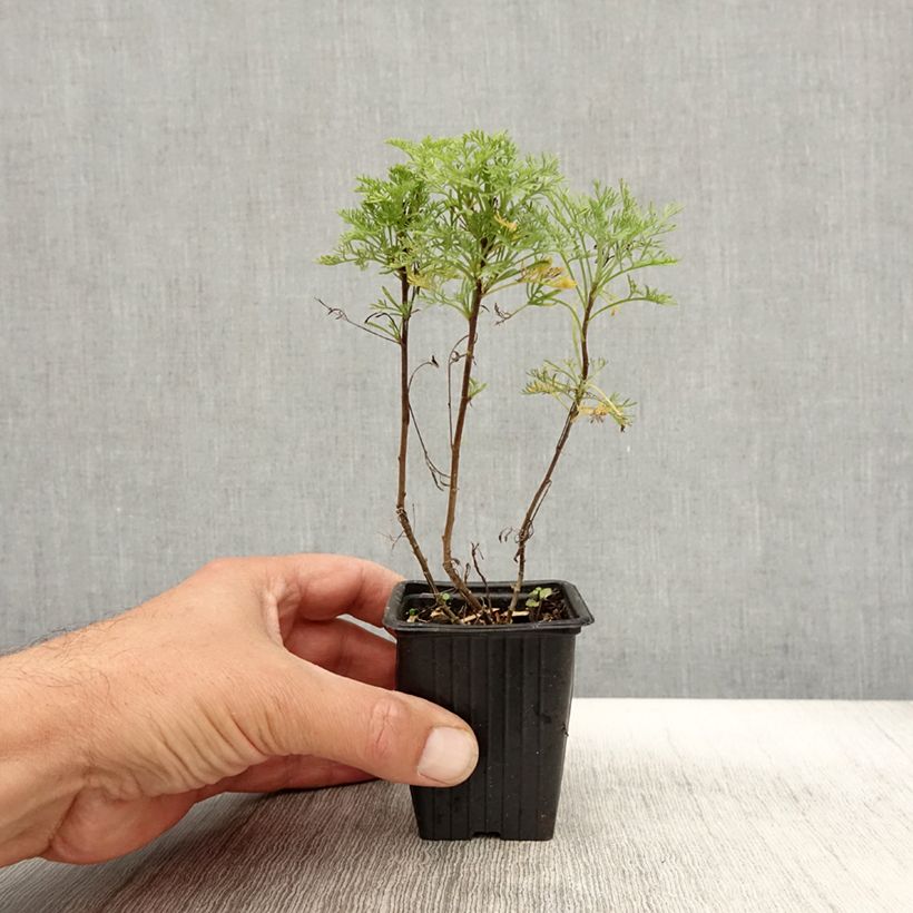Cola Plant - Artemisia abrotanum var. maritima 7/8 cm pot sample as delivered in autumn