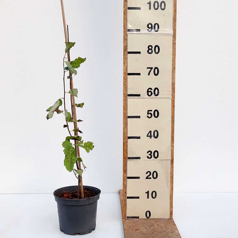 Diospyros virginiana - American Persimmon 4L/5L pot sample as delivered in autumn