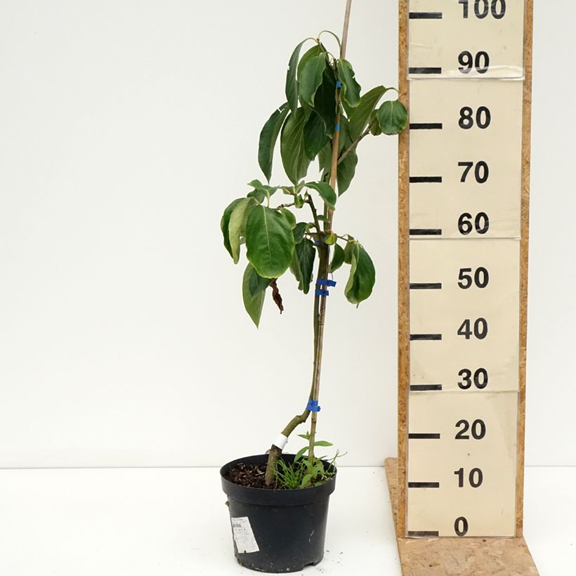Diospyros kaki Budapest - Persimmon 4L/5L pot, Half standard sample as delivered in summer
