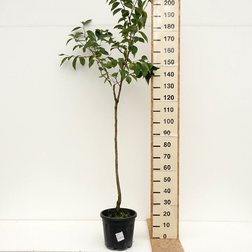 Diospyros kaki Cioccolatino - Persimmon 7.5L/10L pot, Half standard sample as delivered in summer