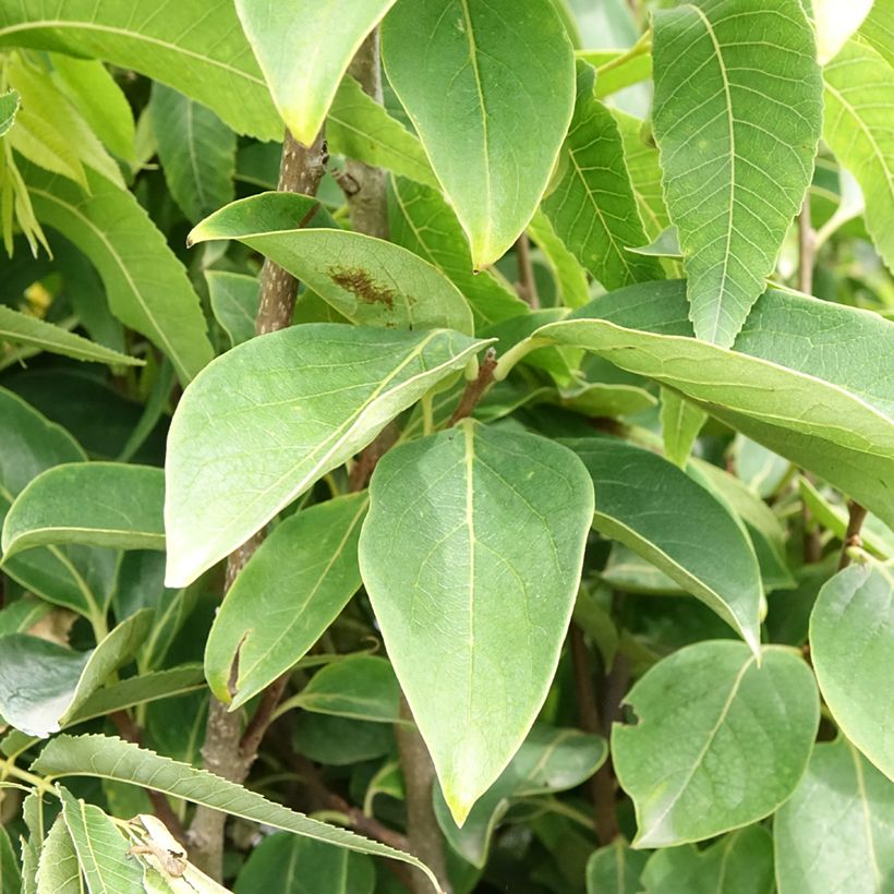 Diospyros kaki Rojo Brillante - Persimmon (Foliage)