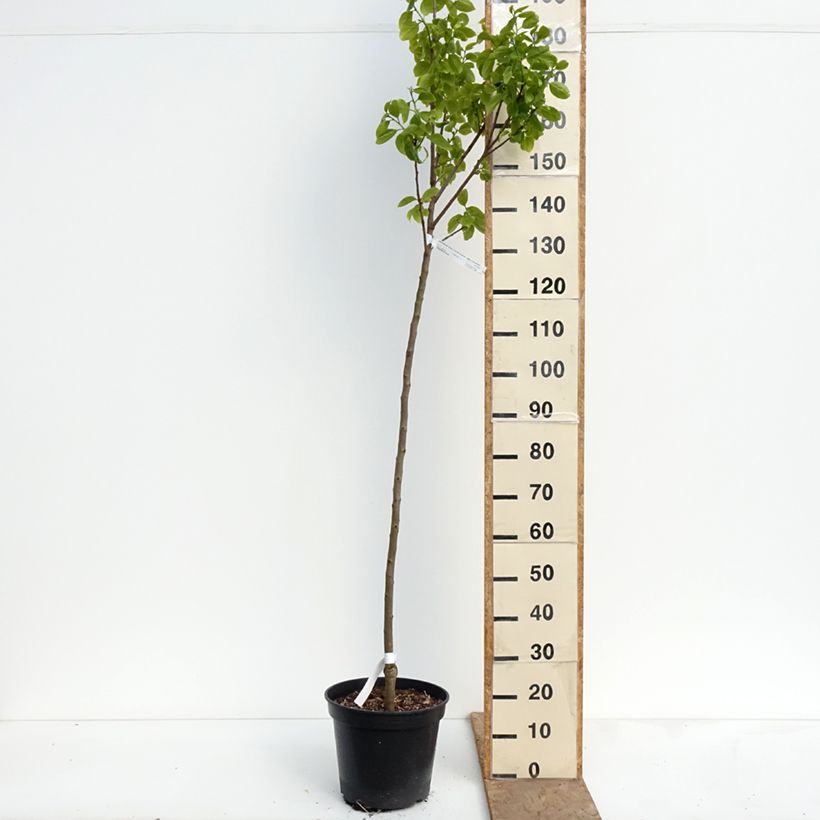 Diospyros kaki Sharon - Persimmon 7.5L/10L pot, Half standard sample as delivered in spring