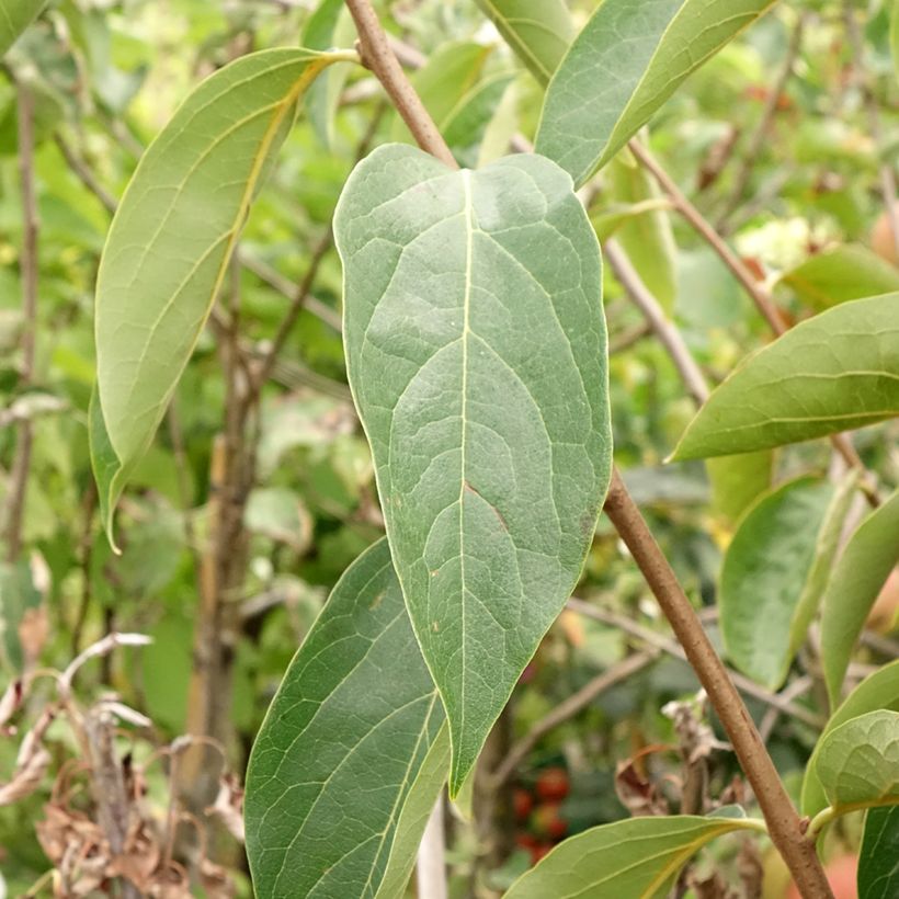 Diospyros kaki Sharon - Persimmon (Foliage)