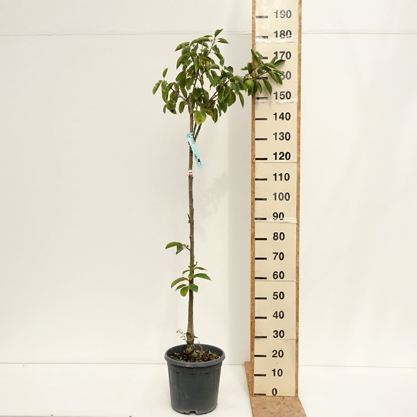 Diospyros kaki Tipo 7.5L/10L pot, Half standard sample as delivered in summer