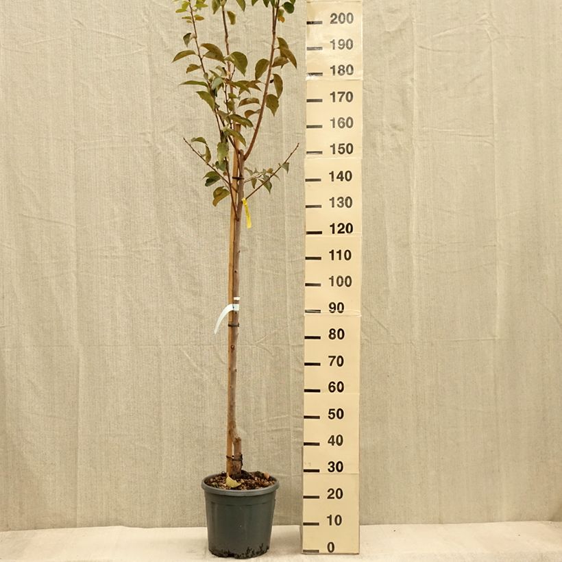 Diospyros kaki Vanillia - Persimmon 7.5L/10L pot, Half standard sample as delivered in autumn