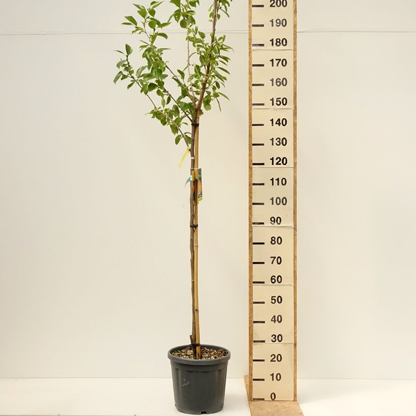 Diospyros kaki Vanillia - Persimmon 7.5L/10L pot, Half standard sample as delivered in spring