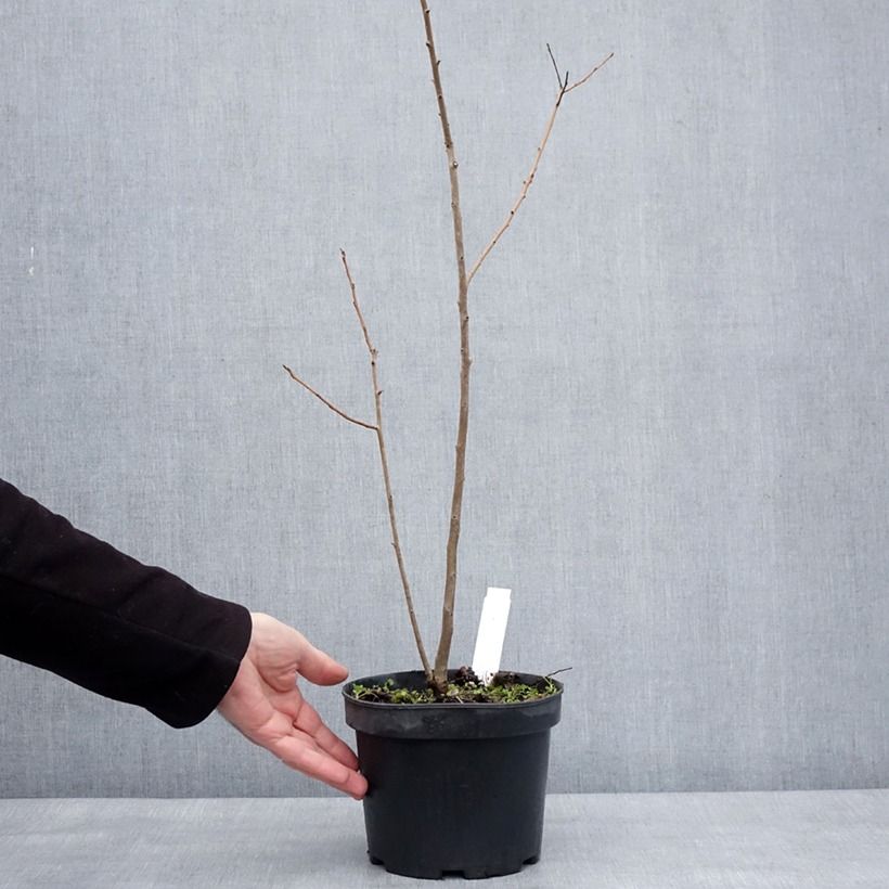 Diospyros lotus - Date-plum 2L/3L pot sample as delivered in winter