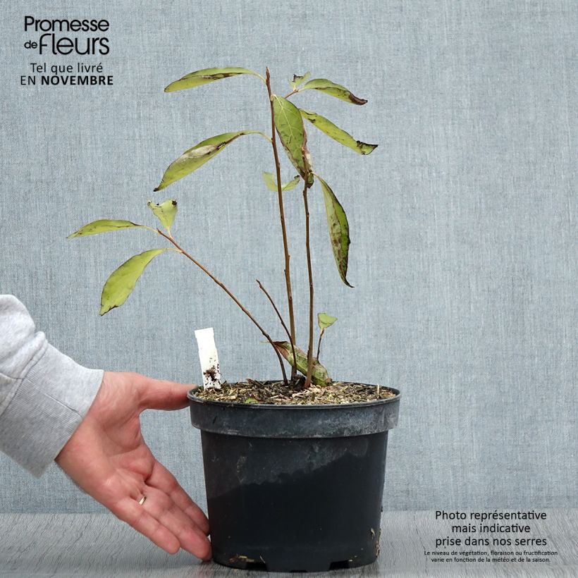 Diospyros lotus - Date-plum 2L/3L pot sample as delivered in autumn