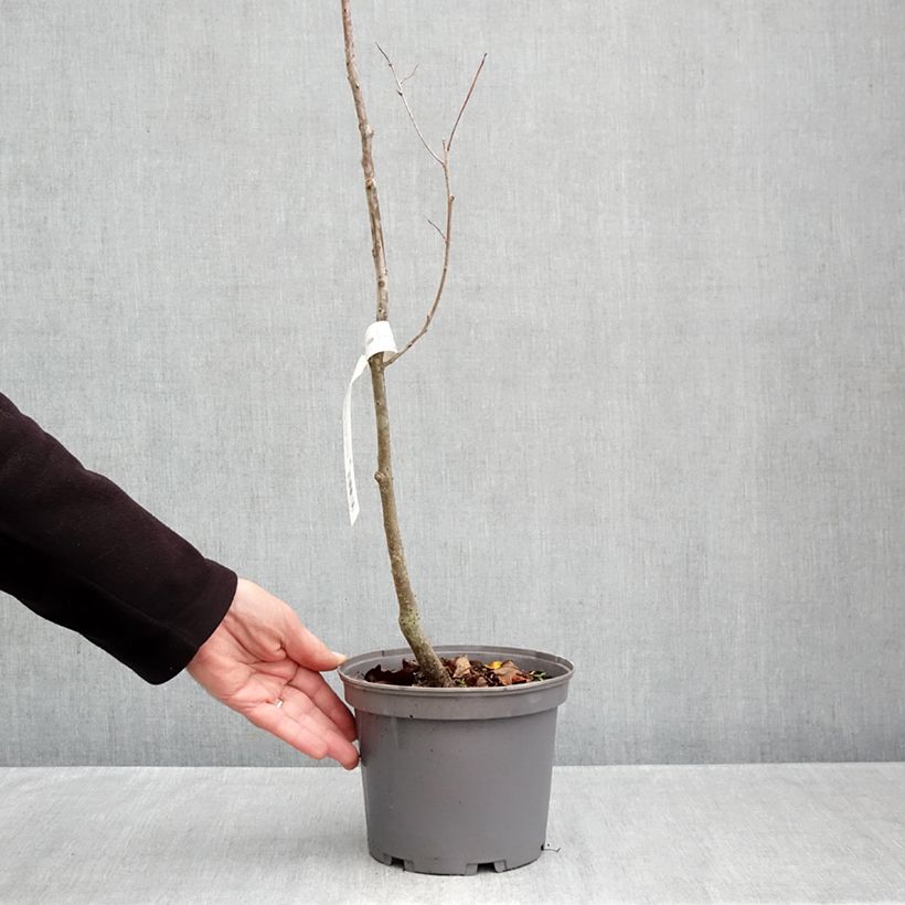 Diospyros lotus - Date-plum 3L/4L pot sample as delivered in autumn