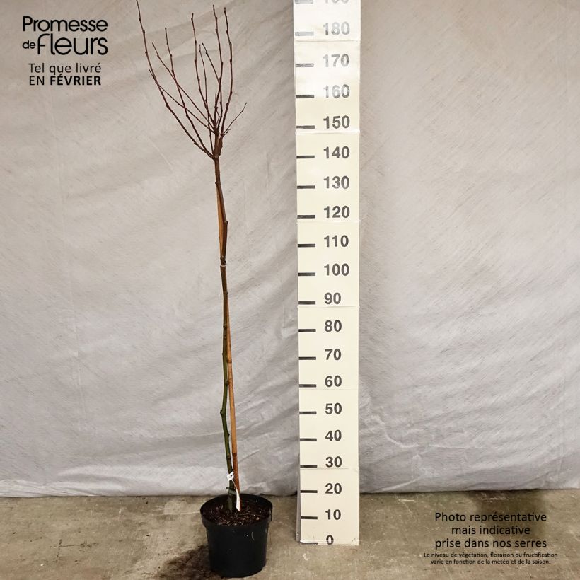 Platanus x hispanica Alphens Globe 7.5L/10L pot sample as delivered in winter