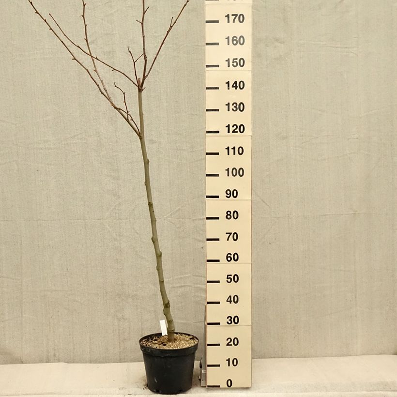 Platanus x hispanica 7.5L/10L pot sample as delivered in spring