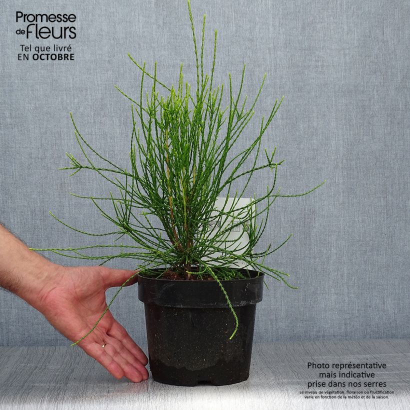 Platycladus orientalis Franky Boy 2L/3L pot sample as delivered in autumn