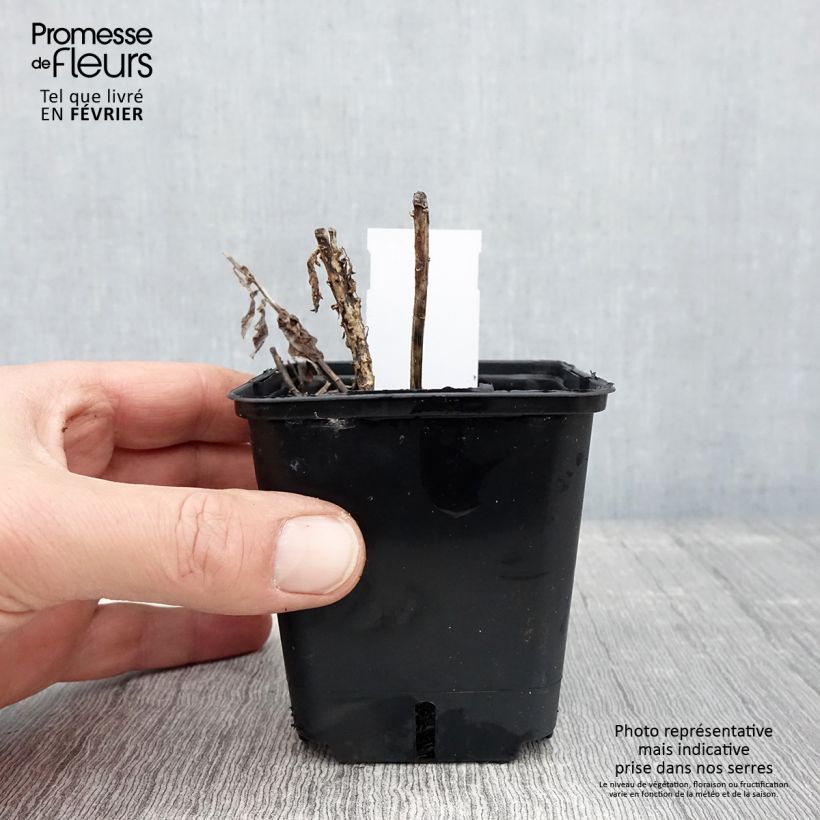 Platycodon grandiflorus Fuji Blue 8/9 cm pot sample as delivered in winter