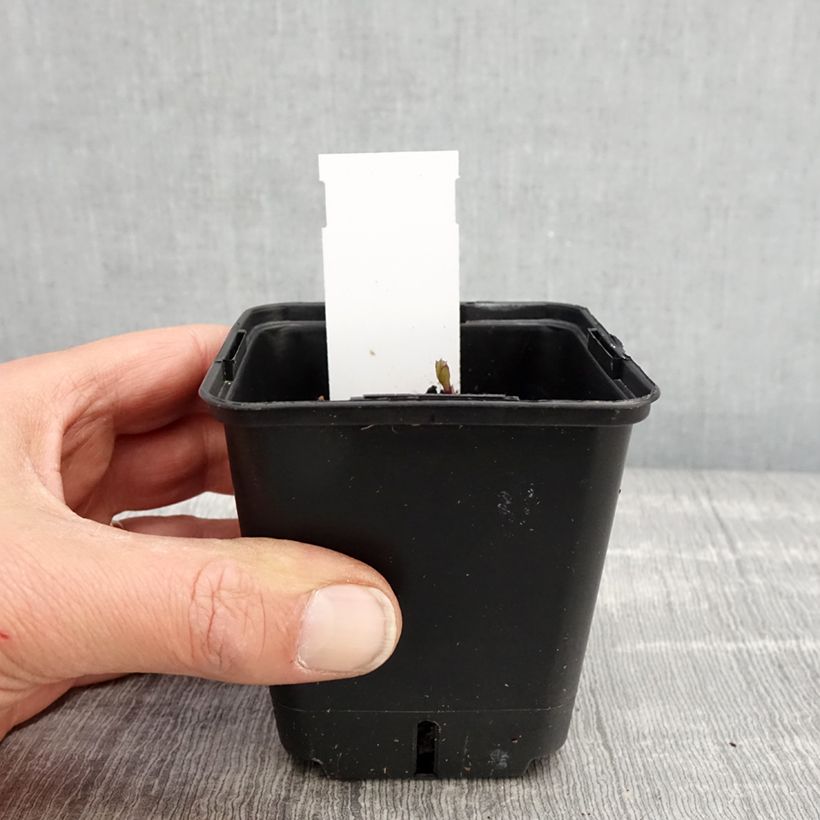 Platycodon grandiflorus Fuji Blue 8/9 cm pot sample as delivered in spring