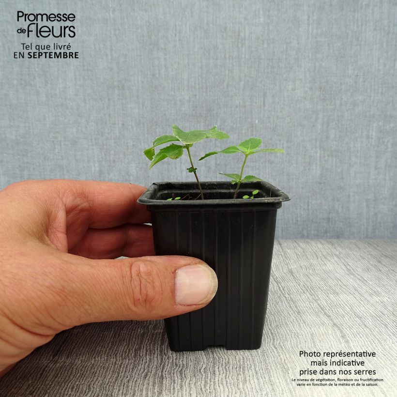 Platycodon grandiflorus Perimutterschale 7/8 cm pot sample as delivered in autumn