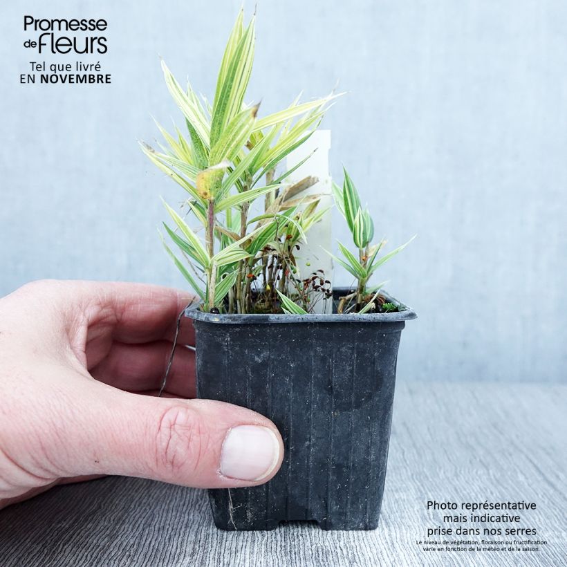 Pleioblastus chino Elegantissimus - Dwarf Bamboo 8/9 cm pot sample as delivered in autumn