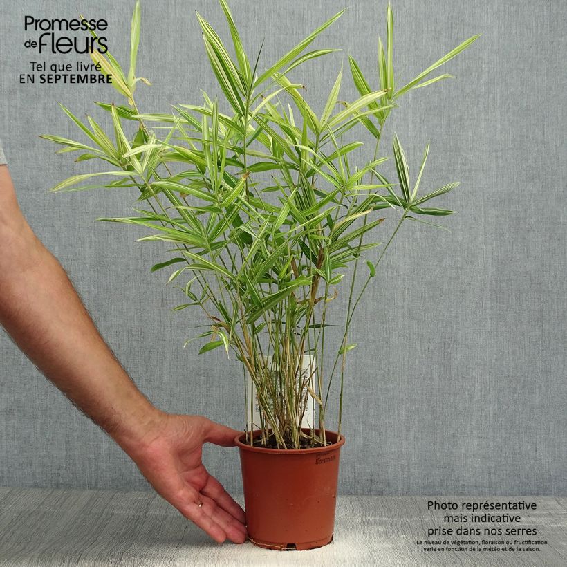 Pleioblastus fortunei Variegatus - Dwarf Bamboo 1L/1.5L pot sample as delivered in autumn