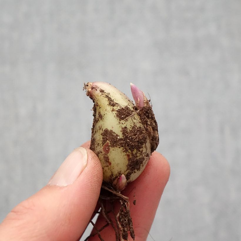 Pleione formosana Alba - Windowsill orchid Bulb size I sample as delivered in spring