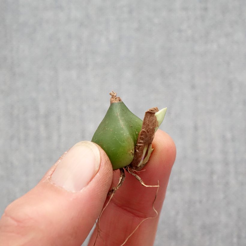 Pleione formosana Bulb size I sample as delivered in spring