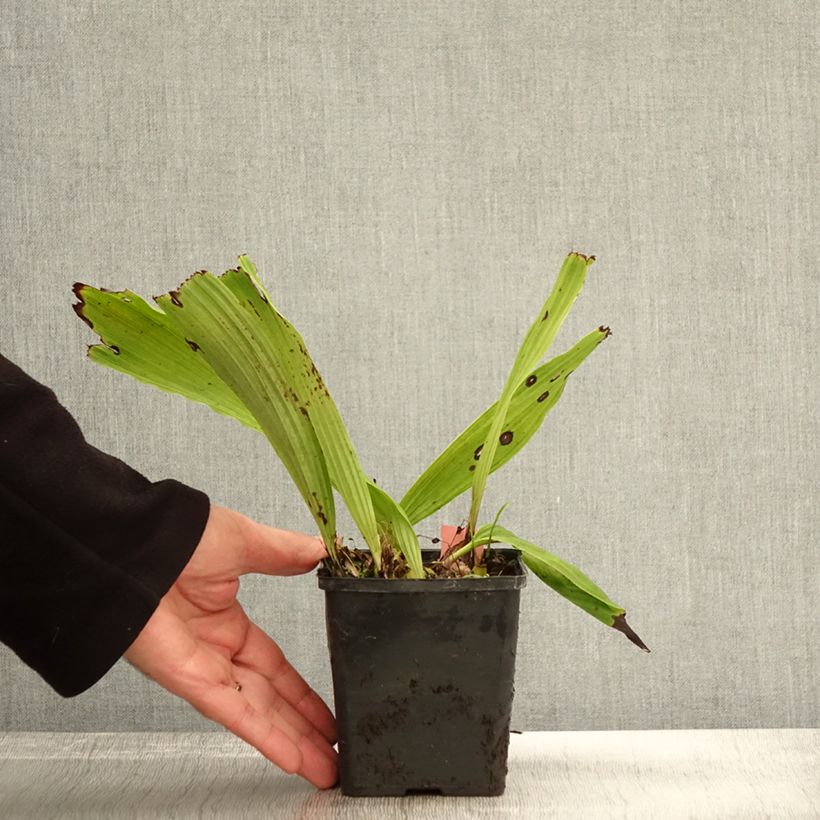 Pleione Glacier Peak 1L/1.5L pot sample as delivered in autumn