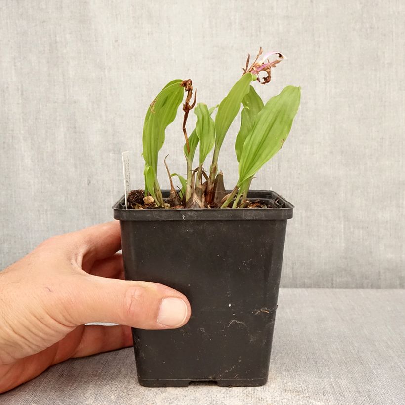 Pleione Tongariro bulbs 10cm/11cm pot size I sample as delivered in spring