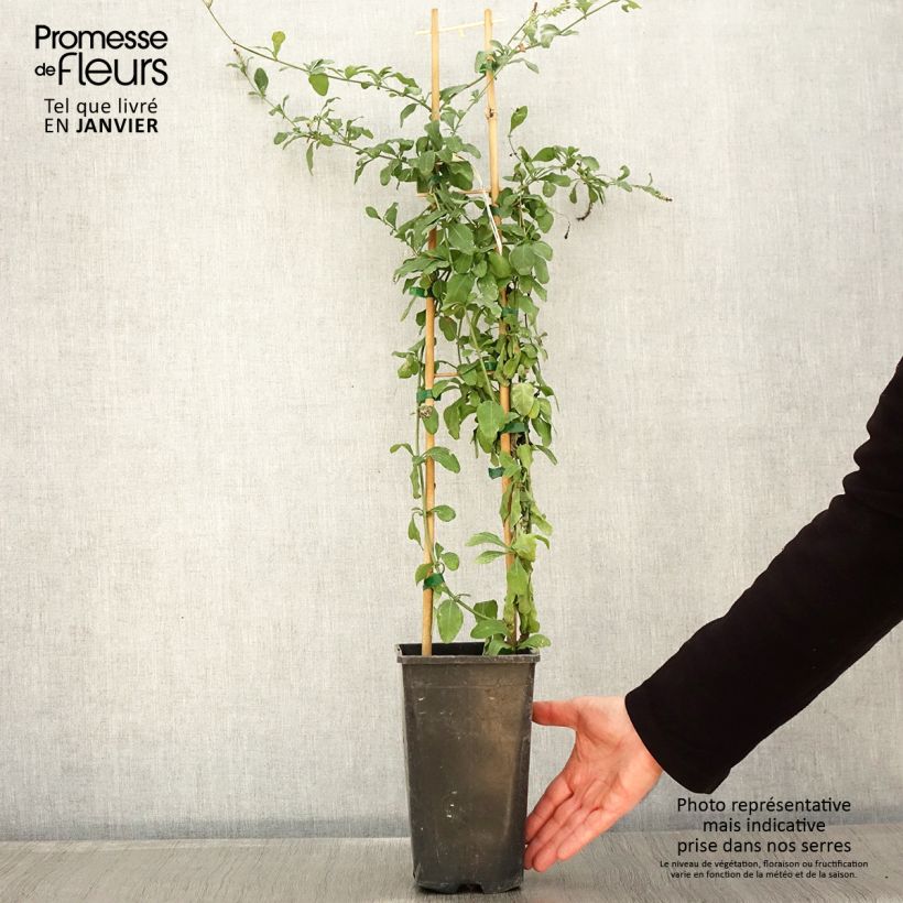 Plumbago auriculata Dark Blue 2L/3L pot sample as delivered in winter