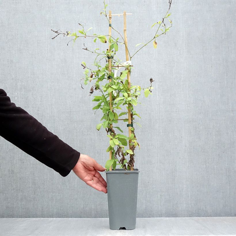 Plumbago auriculata  2L/3L pot sample as delivered in autumn