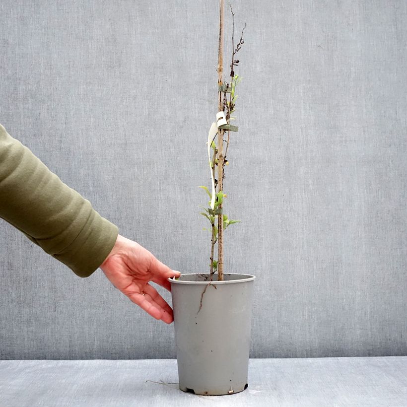 Plumbago auriculata  2L/3L pot sample as delivered in winter