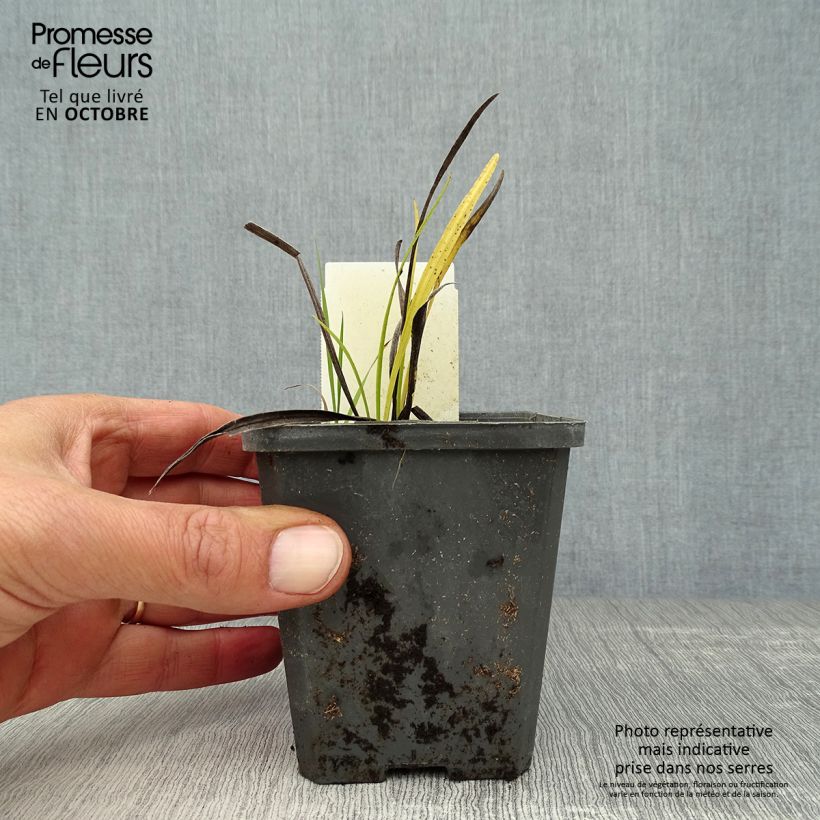 Liatris spicata Alba - Dense Blazing star 8/9 cm pot sample as delivered in autumn