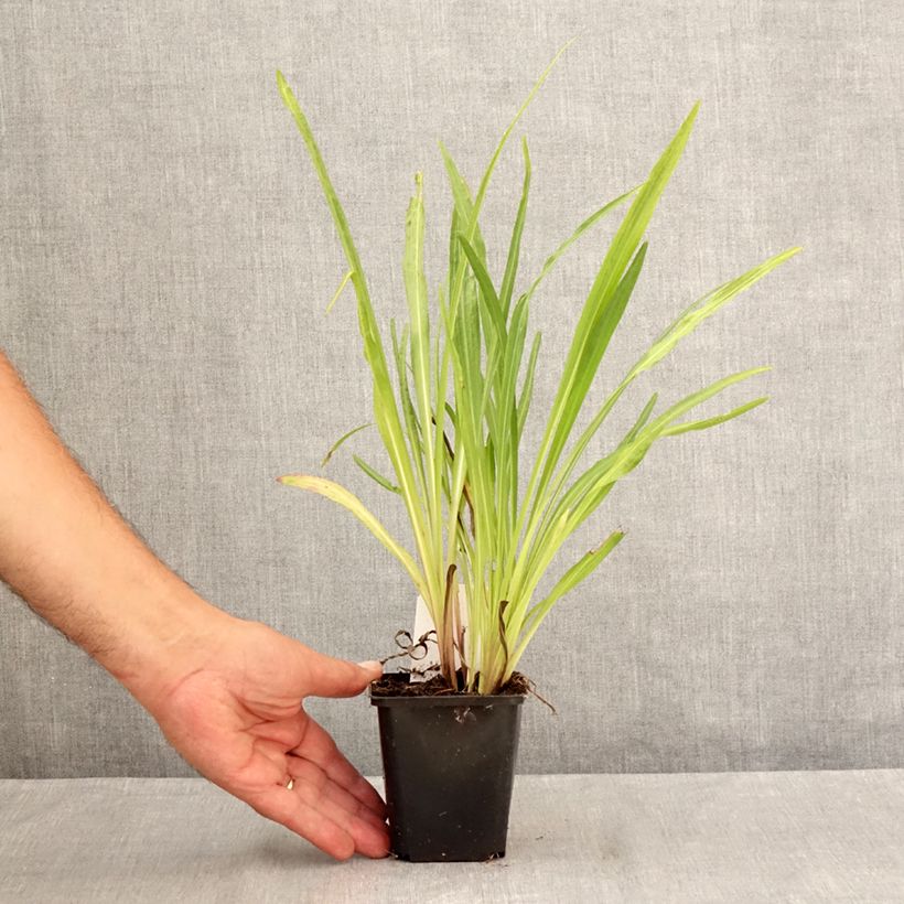 Liatris spicata Floristan Violet 8/9 cm pot sample as delivered in summer