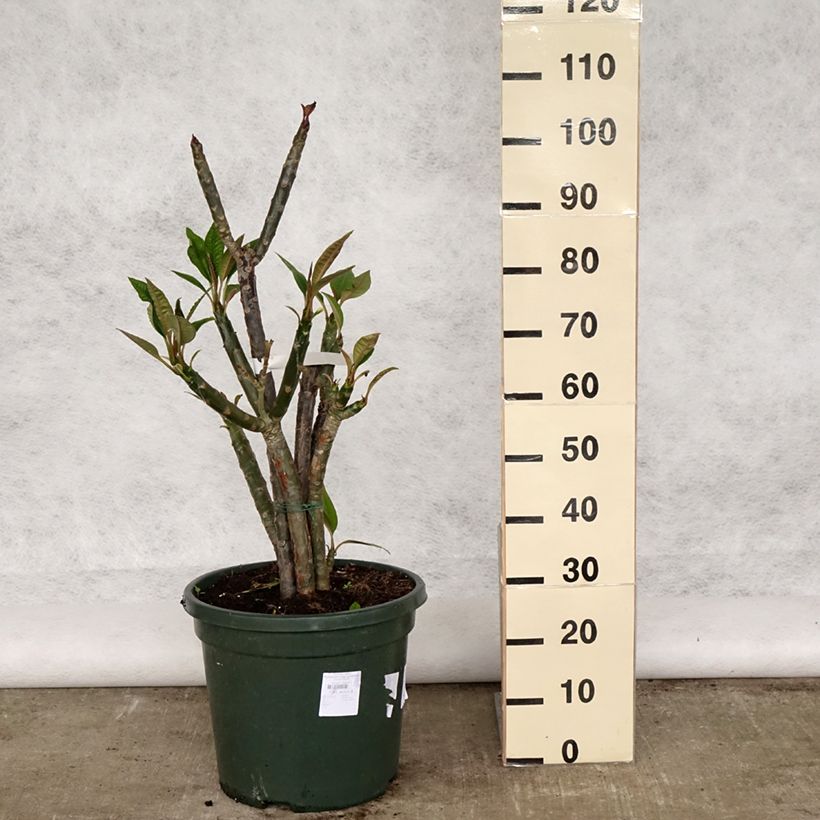 Plumeria rubra - Frangipani 6L/7L pot sample as delivered in spring