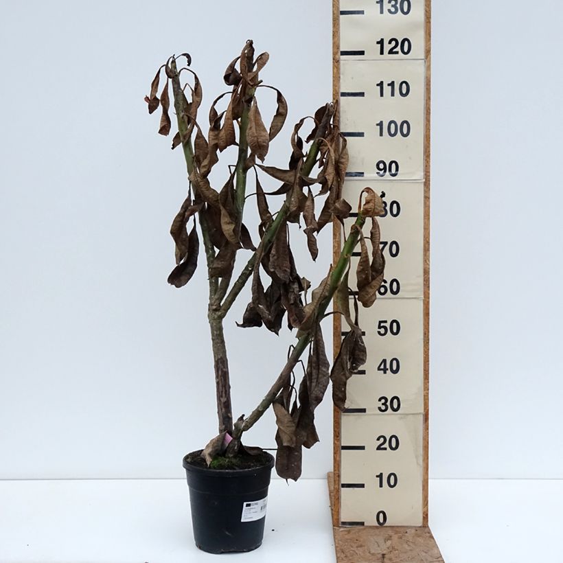 Plumeria rubra - Frangipani 6L/7L pot sample as delivered in winter