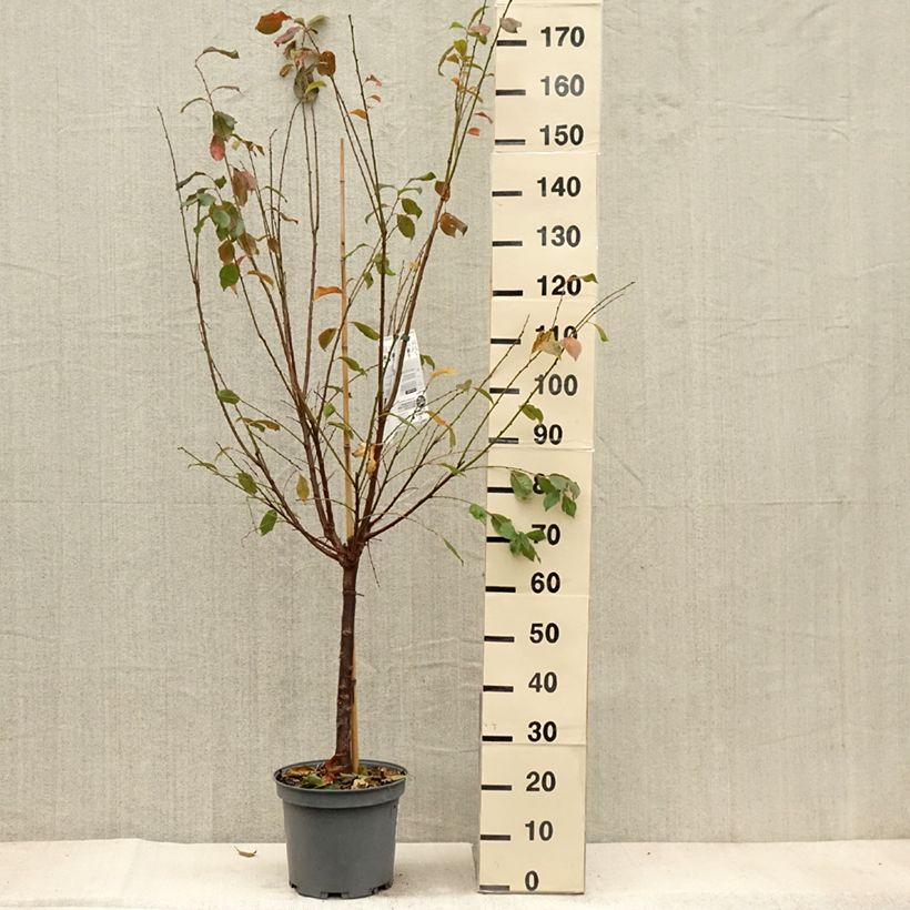 Pluot Flavor Candy - Plumcot 7.5L/10L pot, Goblet sample as delivered in autumn