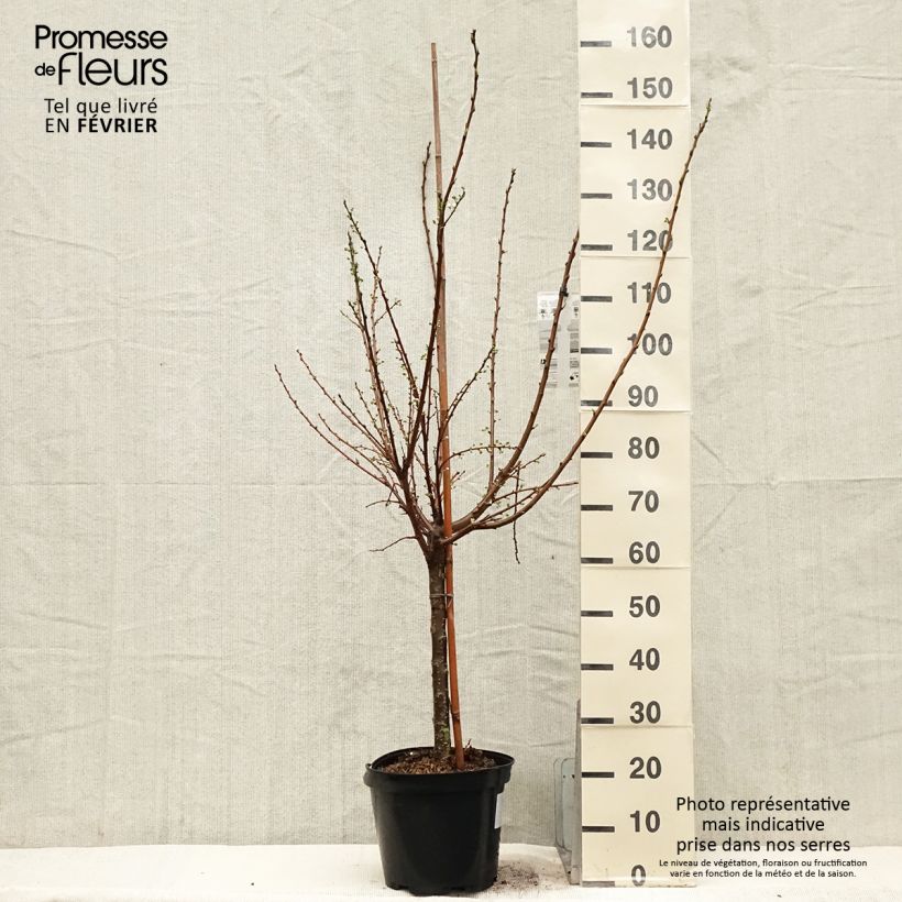 Pluot Flavor Candy - Plumcot 7.5L/10L pot, Goblet sample as delivered in winter