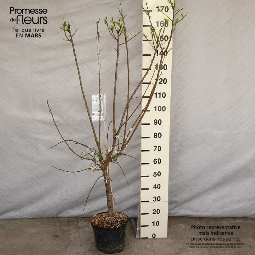 Pluot Flavor Supreme - Plumcot 7.5L/10L pot, Goblet sample as delivered in spring