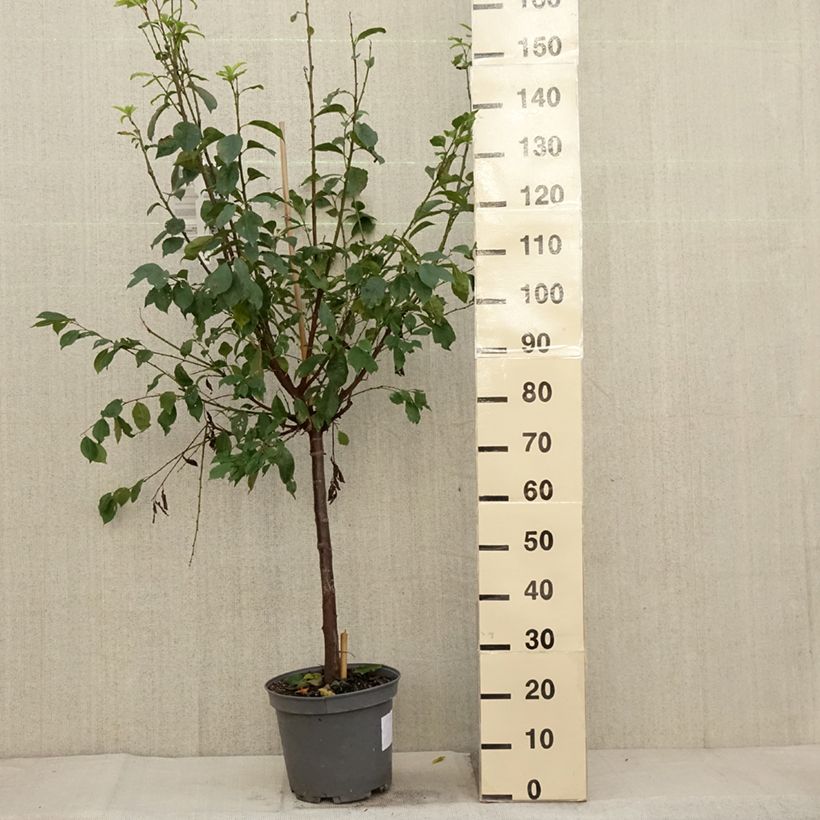 Pluot Pink Candy - Plumcot 7.5L/10L pot, Goblet sample as delivered in autumn