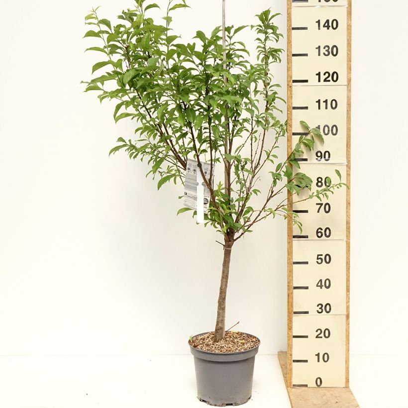 Pluot Pink Candy - Plumcot 7.5L/10L pot, Goblet sample as delivered in spring