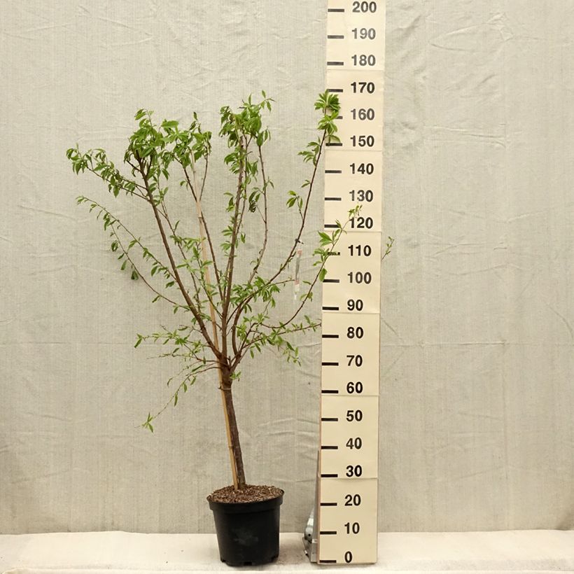 Pluot Purple Candy - Plumcot 7.5L/10L pot, Goblet sample as delivered in spring